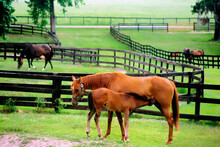 Thoroughbred Brood Mares In Paddocks Of The Stud Racehorse Horse Farm Area Around Ocala In Florida, USA