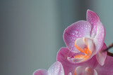 Fototapeta Storczyk - Kwiat orchidea storczyk na jednolitym tle