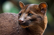 Jaguarundi - Central and South America - A small wild cat species known for its long, slender body and hunting behavior. They are threatened by habitat loss and hunting (Generative AI)