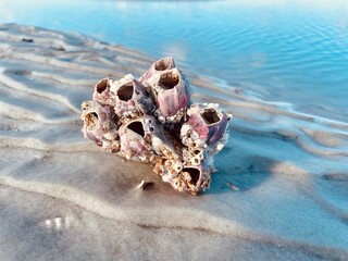 Barnacle on the beach