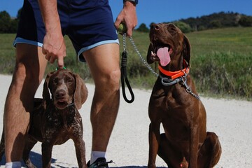 Walking two brown dogs. A man is holding his two dogs, father and daughter. Male and female Weimaraner or setters. The big dog is wearing an orange collar. holding the puppy after a walk in the fields