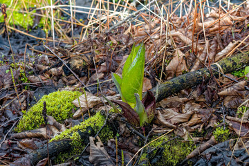 Wall Mural - Skunk cabbage (Symplocarpus foetidus)
is one of the first native  plants to grow and bloom in early spring in the Wisconsin.