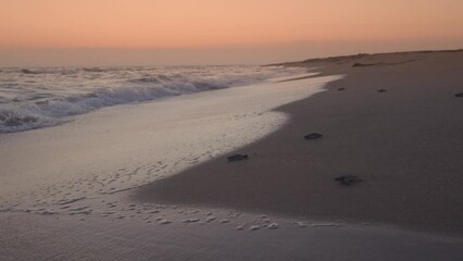 Wall Mural - A group of baby marine turtles are running through the sea to meet with the waves at sunset.