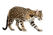 © Purple Penguin GFX - an isolated ocelot jungle cat walking and stalking prey, side-view portrait, safari-themed photorealistic illustration on a transparent background cutout in PNG, generative ai