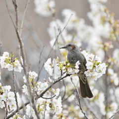 Wall Mural - bulbul on a cherry branch