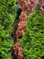 Canvas Print - Schäden an Thuja Hecke durch Trockenheit