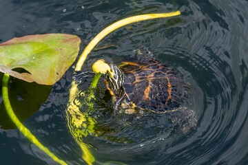 Wall Mural - Florida Redbelly Turtle - Pseudemys nelsoni - eating water lily on Anhinga Trail in Everglades National Park, Florida.