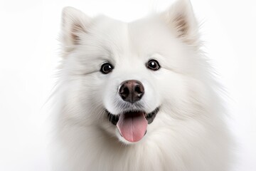 Poster - Fluffy Samoyed Dog Portrait, Front View, Isolated on White Background. Generative AI