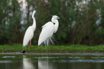 Wall Mural - great white heron