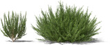 Fototapeta Niebo - rosemary plant bush shrub hq arch viz cutout