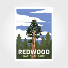 Redwoods National Park In California Poster Illustration Design.