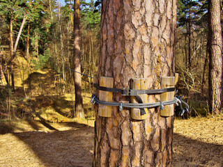 Fastening a steel cable to a tree. Selective focus.