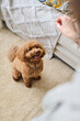 © AnnaStills - Vertical image of little dog executing the commands of owner in the room
