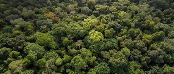 Poster - Beautiful bird's-eye view of the rainforest.Aerial view. Panoramic shot. Generative AI