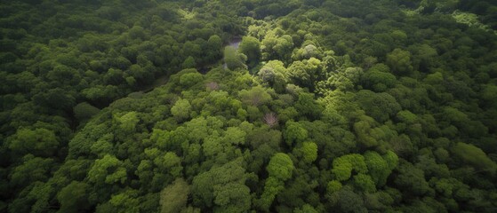 Poster - Beautiful bird's-eye view of the rainforest.Aerial view. Panoramic shot. Generative AI