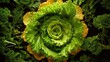 Lettuce in form of golden ration spiral background generative ai 