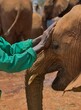 a keeper lovingly pats the head of an orphaned elephant bonding and giving emotional support at the Sheldrick Wildlife Trust Orphanage, Nairobi Nursery Unit, Kenya