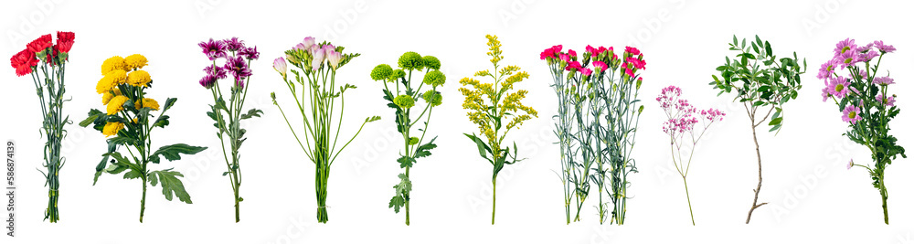 Wild flowers collection, set isolated on transparent white background ...