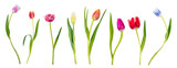 Single tulip flowers collection, set isolated on transparent white background