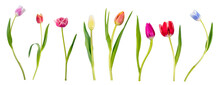 Single Tulip Flowers Collection, Set Isolated On Transparent White Background