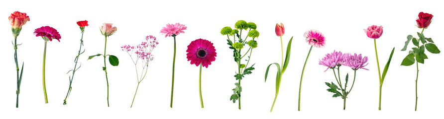 single flowers collection, set isolated on transparent white background