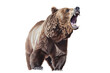 an isolated large grizzly bear roaring, front-view, fierce bear, North American, mountain-themed photorealistic illustration on a transparent background in PNG. Ursus arctos horribilis. Generative AI
