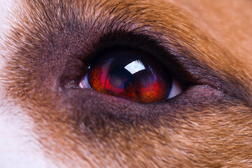 Sticker - dog eye close-up. american staffordshire terrier