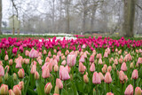 Fototapeta Tulipany - Field full of pink tulips