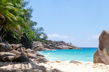 Wall Mural - Tropical beach with palm trees