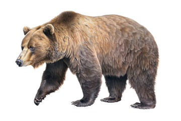 an isolated grizzly bear running and walking, side-view portrait, north american, mountain-themed ph