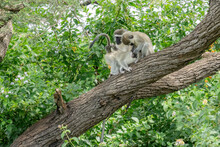 Two Vervet Monkeys Are Grooming Another Monkey While Sitting On A Tree Branch.
