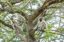 A Small Group Of Vervet Monkeys Are Sitting On The Branches Of A Thorn Tree.
