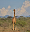 full length front view of a single reticulated giraffe standing alert with clouds and sky background in the wild buffalo springs national reserve, kenya
