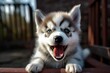 A happy Siberian Husky puppy with big eyes and an open mouth, playfully propping himself up on his front paws against a blurred background. Generative AI