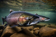 king salmon in the water of a clear stream generated by ai