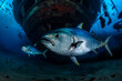 bluefin tuna underwater among small fish generated by ai
