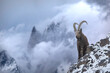 Altai Ibex or Himalayan Ibex  on the mountain