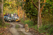 wild female tiger or panthera tigris a showstopper on morning stroll in her territory and blurred safari vehicles tourist in background at pilibhit national park forest reserve uttar pradesh india