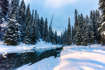 Wall Mural - Landscape of pine forest with snow covered on lakeside in winter at national park