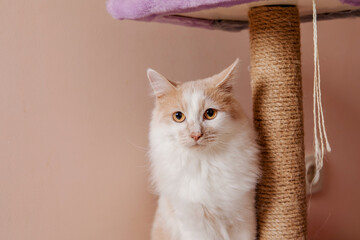 Naklejka na meble Adorable house cat lounging at home, with a peaceful expression and captivating eyes. Perfect for cozy and charming home decor, pet-related themes, or any project that needs a touch of feline charm.