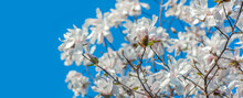 Wide Banner With White Magnolia Against Blue Sky