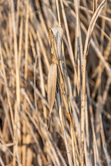 Fototapete - Dry brown plants on a light background. Beautiful landscape for a postcard or poster. Drought concept. Beautiful landscape for a postcard or poster.