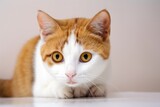 Fototapeta Koty - a picture of a juvenile brown and white shorthair cat. Generative AI