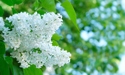 Canvas Print - Spring beautiful white color flowers of lilac on abstract gentle green natural background. Floral romantic spring image. template for design. copy space