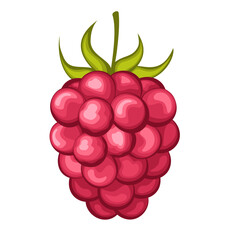 Wall Mural - juicy raspberry with leaf vector illustration. Raspberry icon clipart. Raspberry cartoon.Sweet food. Realistic vector illustration.