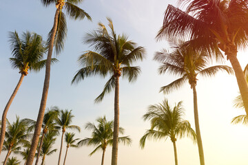 Coconut Palm Trees Bottom Up View in Backlit