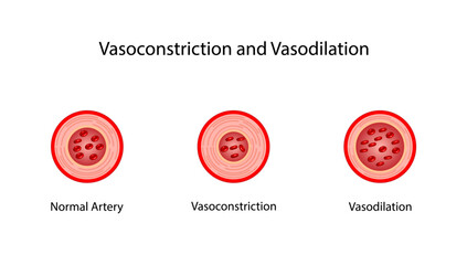 Wall Mural - Arterial vasoconstriction and vasodilation. Cross section of arteries. Comparison of normal, constricted, and dilated blood vessels. Scientific Diagram. Vector illustration.