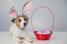 Cute Jack Russell Terrier Dog In A Bunny Rim Next To A Basket With Painted Easter Eggs On A White Background.