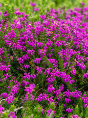  An inflorescence of beautiful little pink flowers, a close-up shot.