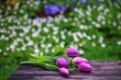 lila tulpen liegen auf dem gartentisch
